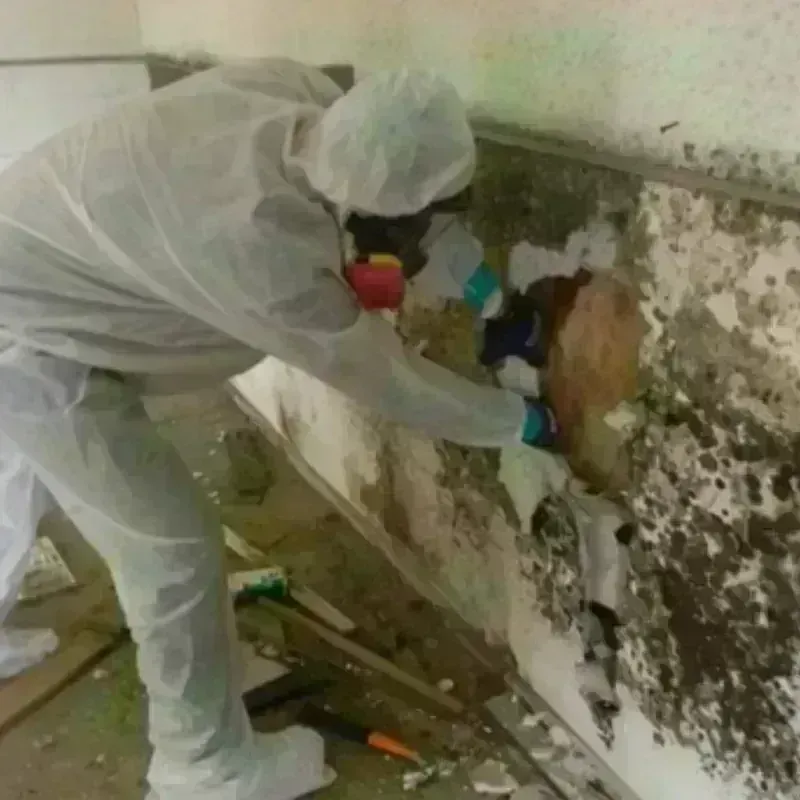 Mold Remediation and Removal in North Peoria, IL